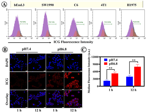 Figure 5 Cellular uptake of ICG-PEI@HM NPs. (A) Flow cytometry analysis of Bend.3, SW1990, C6, 4T1, and H1975 cells treated with ICG-PEI@HM NPs (5 μg/mL). (B and C) CLSM images of the cellular uptake of ICG-PEI@HM NPs and corresponding flow cytometry analysis. The scale bar is 25 μm., **p<0.01.