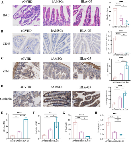 Figure 6 Intestinal barrier dysfunction was reversed after treatment.