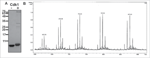 Figure 3. CENP-F is a substrate for Cdk1/cyclin B. (A) Purified CENP-F (residues 2987–3065) was phosphorylated in vitro with the kinase Cdk1/cyclin B. SDS-PAGE analysis of phosphorylated CENP-F (+Cdk1) is shown next to a negative control without Cdk1/cyclin B (-Cdk1). Mass standards are indicated. Note the shift on SDS-PAGE, which suggests that CENP-F is indeed phosphorylated. Cdk1 and cyclin B appear as faint bands at 34 kDa and 60 kDa. Prior to the in vitro kinase assay, the CENP-F fragment (Fig. 2) was further purified by gel filtration. (B) Phosphate load of intact phosphorylated CENP-F (from A) as determined by ESI-ion trap mass spectrometry. The mass spectrum shows the +10 to +14 charge states of the intact CENP-F fragment (an 84mer) after phosphorylation. The charge states indicate population of species with 0, 1, 2, 3 and 4 phosphate esters. The intensity is plotted vs. the mass-to-charge ratio (m/z). The peak heights were used to quantify the ratio of each species to total protein amount (Table 1).