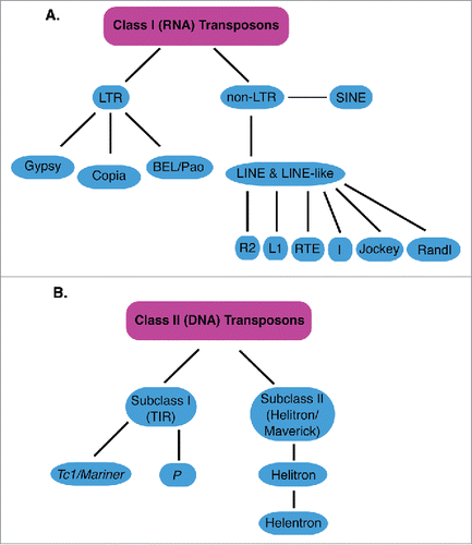 Figure 1. classes of Transposons. Shows classes, subclasses and groups of TEs described in this review. (A) classes, subclasses and groups of class I (RNA) transposons are shown in light blue. LTR is Long Terminal Repeat, SINE is Short Interspersed Nuclear Elements, LINE is Long Interspersed Nuclear Elements (B) classes, subclasses and families of class II (DNA) transposons are shown in light blue. Only the Tc1/mariner and P families are shown for simplicity. TIR is Terminal Inverted Repeats.