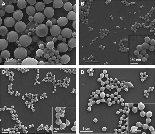 Figure 4 SEM images of PLGA nanoparticles produced by microchannel emulsification in a interdigital micromixer at different conditions.Notes: (A) 20 ms, QA = 2QO, Tª emulsification =22°C; (B) 10 milliseconds, QA =2QO, Tª emulsification =22°C; (C) 10 milliseconds, QA =2QO, Tª emulsification =24°C; (D) 10 milliseconds, QA =3QO, Tª emulsification =22°C.Abbreviations: PLGA, poly(d,l lactic-co-glycolic acid); SEM, scanning electron microscopy.