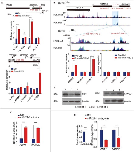 Figure 2. Enhancer associated miRNA mediates transcriptional gene activation. (A) miR-26a-1 (upper panel), miR-339 (lower panel) up-regulate their respective neighboring genes expression. (B) UCSC genome browser: miR-3179-2 and miR-3180-2 accompanied by the same neighboring genes sit in the peak and valley of H3K4me1/H3K27ac derived from 7 cell lines in ENCODE UCSC, respectively (upper panel). Overexpression of these two miRNAs, the neighboring gene transcripts are quantified by qPCR (lower panel). (C) Western blot analysis of FBP1 and FANCC levels. (D) miRNA mimic up-regulates the neighbor genes expression. (E) Depletion of miR-24-3p using antagomir reduced its neighboring genes mRNA expression. All values are normalized to GAPDH and error bars show mean ± SEM for 3 biological replicates. *P < 0.05, **P < 0.01, ***P < 0.001 by 2-tailed student's t-test. See also Fig. S2.