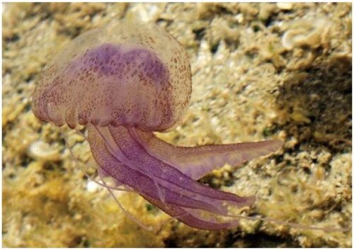 Figure 1. Image of an adult Pelagia noctiluca. It shows mauve in color and has a phosphorescent bell with lappets and tentacles at the edge and oral arms. The photograph was taken in 2008, by Hans Hillewaert (adopted from wikipedia).