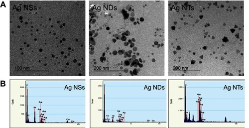 Figure 3 (A) TEM images and (B) EDS spectra of Ag NPs with different shapes.Abbreviations: Ag NPs, silver nanoparticles; Ag NDs, disk shape; Ag NSs, sphere shape; Ag NTs, triangular plate shape; EDS, energy-dispersive X-ray.