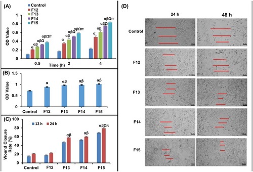 Figure 3 (A) Quantitative analysis of the cell adhesion potential of various zein scaffolds, (B) The influence of blank 7% C-ZNFs (F12) and BIS-loaded C-ZNFS (F13–F15) on human normal WI38 cells proliferation after 24 h. Effect of control, blank 7% C-ZNFs (F12) and various BIS-loaded 7% cross-linked C-ZNFs (F13–F15) on (C) the percentage of wound area recovered and (D) micrographs of cell migration of WI38 fibroblasts at 24 and 48h (Scale bar is 500 µm). The red bars indicate the measured distances used in calculating the % wound closure. (α P < 0.05 vs Control; β P < 0.05 vs F12 (blank 7% C-ZNFs); Ω P < 0.05 vs F13 (12.5% BIS-loaded 7% C-ZNFs); π P < 0.05 vs F14 (25% BIS-loaded 7% C-ZNFs)).