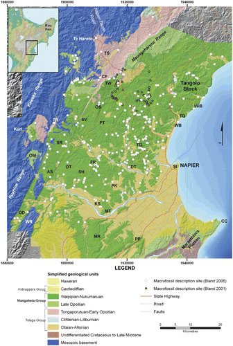 Figure 1 Simplified geological map (in New Zealand stages) of the central and western Hawke's Bay area (after Bland Citation2006) showing the distribution of macrofossil observation and sample sites used in this study, and the locations of places referred to in the text. Tolaga Group rocks are of Otaian–early Opoitian age (Early Miocene–Early Pliocene). The Mangaheia Group comprises all rocks of late Opoitian–Nukumaruan age (Early Pliocene–Pleistocene). AS, Awapai Station; CC, Cape Kidnappers; CF, Crohane Forest; DT, Dartmoor; FR, Flag Range; KS, Kikowhero Stream; Kuri., Kuripapango; MR, Mason Ridge; MT, Matapiro; OD, Ohara Depression; OM, Omahaki Depression; OS, Opau Stream; OT, Otamauri; PK, Pukehamoamoa; PP, Pakipaki; PT, Patoka; SH, Sherenden; SI, Scinde Island; SR, Sandy Ridge; SV, Seaview Station; TG, The Gums; TQ, Tangoio Quarry; TS, Tarawera Station; TW, Te Waka Range; WB, Whirinaki Beach; WiB, Waipatiki Beach; WR, Wakarara Range. INSET: Rau. Pen., Raukumara Peninsula.