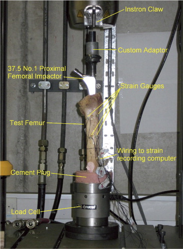 Figure 1. Impaction using the X-Change III proximal femoral impactor size 37.5 (1) attached to a biaxial hydraulic fatigue-testing machine.