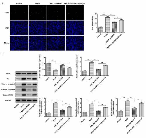 Figure 6. REDD1 interference ameliorates PM2.5-induced BEAS-2B cell apoptosis via inhibiting autophagy