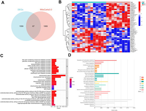 Figure 3. Screening of MitoDEGs and enrichment analysis of biological pathways in neutrophilic asthma. (A) Venn diagram of DEGs with mitochondria-related genes; (B) Heatmap of MitoDEGs (red represents up-regulated genes and blue represents down-regulated genes); (C) GO enrichment analysis of MitoDEGs, and (D) KEGG enrichment analysis of MitoDEGs.