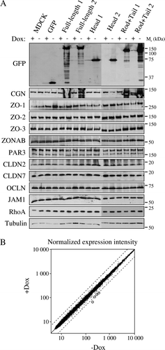 Figure 3.  Overexpression of cingulin and its domains in stable MDCK clones does not result in changes in TJ protein levels and gene expression. (A) Immunoblot analysis of lysates from control MDCK cells, and stable clones expressing either GFP alone, or GFP fused to full-length canine cingulin, head, or rod + tail domains, in the presence (+) or absence (−) of Dox. Proteins are indicated on the left (CGN = cingulin, CLDN = claudin, OCLN = occludin). Numbers on the right correspond to the size (kDa) of prestained molecular weight markers. Note that antibodies against GFP label the exogeneous proteins, which are detected only upon induction of transgene expression, by removal of Dox. Images are representative of three independent experiments for each protein examined. The cingulin immunoblot shows smeared signals in the lanes containing overexpressed exogenous protein. (B) Dot-plot analysis of the normalized expression intensity (expressed in arbitrary units, proportional to the intensity of the fluorescence Affymetrix signal) of the 21,700 canine transcripts in one clone (Clone 2) of MDCK cells stably expressing full-length cingulin, either in the presence or in the absence of Dox. Each transcript is represented by a point. Dotted lines flanking the diagonal represent a 2-fold decrease (top) or increase (bottom) of relative gene expression, in samples without Dox. The four circled points represent transcripts showing >2-fold increase. Note that except for the 4 circled points, all other points are clustered along the diagonal, indicating that overexpression of full-length cingulin does not have major effects on the pattern of gene expression.