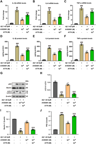 Figure 5 AVE 0991 promotes Aβ-induced astrocytic autophagy and suppresses inflammation through a Mas1 dependent manner. The mRNA expressions of IL-1β (A), IL-6 (B) and TNF-α (C) in Aβ-induced astrocytes treated with AVE 0991 with or without A-779 were detected by qRT-PCR (n = 3). The protein expressions of IL-1β (D), IL-6 (E) and TNF-α (F) in Aβ-induced astrocytes treated with AVE 0991 with or without A-779 were measured by ELISA assay (n = 3). (G) The protein expressions of LC3, Beclin-1 and P62 in Aβ-induced astrocytes treated with AVE 0991 with or without A-779 were evaluated by Western blot analysis. β-actin was used as the loading control (n = 3). Quantitative analysis of LC3 (H), Beclin-1 (I) and P62 (J) protein levels was shown as bar chart (n = 3). All data are presented as mean ± SEM. ##P < 0.01 and ###P < 0.001 vs untreated astrocytes; ***P < 0.001 vs Aβ-treated astrocytes; &&P < 0.01 and &&&P < 0.001 vs Aβ-treated astrocytes treated with AVE 0991 (1×10−6 M).