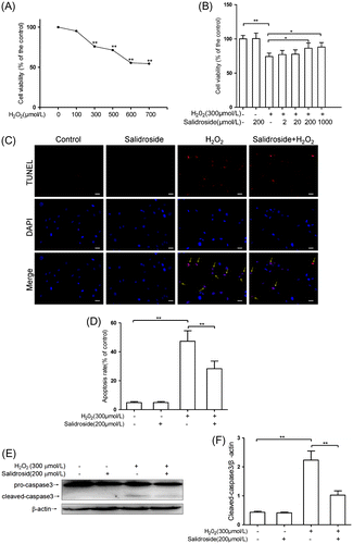 Fig. 2. Salidroside protected primary-cultured RECs against H2O2-induced apoptosis.Notes: (A) After incubation with H2O2 (0–700 μmol/L) for 4 h, REC viability was measured by WST-1 assay. (B) Effects of salidroside on cell viability measured by WST-1 assay (n = 5/group). (C) Intracellular apoptotic nuclei detected by TUNEL assay. Yellow arrows indicate the purplish red-stained TUNEL-positive nuclei. Scale bars = 50 μm, Original magnifications ×400 (n = 5/group). (D) Quantitative analysis of RECs apoptosis. (E) Pro- and cleaved caspase 3 proteins detected by Western blotting. RECs were treated by salidroside alone for 12 h, or H2O2 alone for 4 h, or salidroside pre-incubation for 12 h and then co-incubation with H2O2 for another 4 h. (F) Densitometric analysis of cleaved caspase-3 (n = 5/group). *p < 0.05, **p < 0.01.
