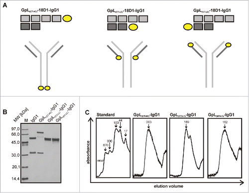 Figure 1. Expression and purification of Fn14-specific 18D1-IgG1 antibody GpL fusion proteins. (A) Schemes of the various GpL-18D1-IgG1 fusion protein variants evaluated in this study. (B) The indicated anti-Flag agarose affinity purified GpL-18D1-IgG1 fusion proteins (200 ng) and a marker protein mixture containing 67 ng phosphorylase b, 83 ng albumin, 147 ng ovalbumin, 83 ng carbonic anhydrase, 80 ng trypsin inhibitor and 116 ng α-lactalbumin were resolved by SDS-PAGE and then visualized by silver staining. (C) The various GpL-18D1-IgG1 fusion proteins were analyzed by gel filtration using an aqueous SEC1 column and the following molecular weight marker proteins: bovine thyroglobulin (670 kDa), human IgA (300 kDa), human IgG (150 kDa), ovalbumin (44 kDa) and myoglobin (17 kDa).