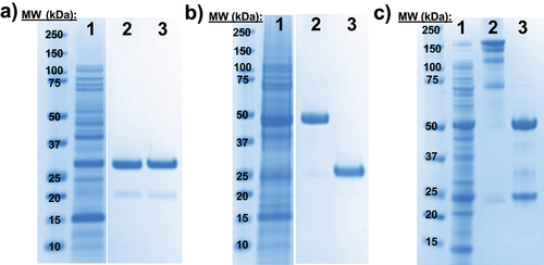 Figure 1. Expression of therapeutically relevant antibody fragments and full-length IgGs in E. coli strain SBDG419.