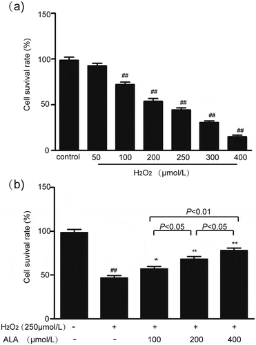 Figure 1. Effects of H2O2 and ALA on HUVECs cell viability. (a) Effects of H2O2 on the viability of HUVECs. HUVECs were either not treated (control) or treated with different concentrations of H2O2 for 48 h. Cell viability was evaluated by the MTT. Data are mean ± SEM. N = 6. ##P < 0.01 vs control. (b) Effects of ALA on survival rate of injuried cells induced by H2O2. In H2O2 injury model, HUVECs were treated with H2O2 at 250 μmol/L for 48 h. In ALA groups, HUVECs were co-incubated with H2O2 (250 μmol/L) and ALA at 100 μmol/L, 200 μmol/L and 400 μmol/L for 48 h. Cell viability was evaluated by the MTT assay. Data are mean ± SEM. N = 6. ## P < 0.01 vs control, *P < 0.05 vs model, **P < 0.01 vs model.