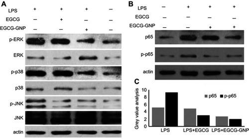 Figure 7 MAPK and NF-κB signaling was related to the EGCG-GNP-inhibited OC differentiation. (A and B) Protein expression levels of phosphorated p38, ERK, JNK, and p65 in the presence of EGCG and EGCG-GNPs were detected by Western blot analysis. (C) Four groups of gray-value analysis of p65 and p-p65 protein expression. Abbreviations: LPS, lipopolysaccharides; MAPK, mitogen-activated protein kinase; NF-κB, nuclear factor kappa-light-chain-enhancer of activated B cells; ERK, extracellular regulated protein kinases; JNK, c-Jun N-terminal kinases.