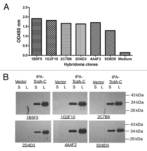 Figure 2. Immunological testing of TcdA-specific hybridoma clones generated from TcdA-C DNA vaccine immunized mice. (A) ELISA of culture supernatants (1:100 dilution) from selected hybridoma clones against TcdA-C. (B) Western blot analysis of mAb purified from hybridoma culture supernatants against TcdA-C protein expressed in transiently transfected 293T cell supernatant (S) and cell lysate (L). Supernatant (S) and cell lysate (L) of 293T cells transfected by the empty vector were included as negative control. The TcdA-C specific mAb used for Western blot analysis was at 1 µg/ml.