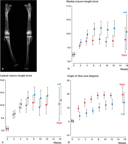 Figure 4. Tibial length and varus angulation.(a) 12 weeks after operation:marked varus deformity and shortening of right tibia.(b) The average medial column length of the left tibia is greater than that of the right tibia (p = 0.05, repeated ANOVA).(c) The average lateral column length is similar in the right and left tibiae (p = 0.4, repeated ANOVA).(d) The average angle of tibia vara of the left tibia is smaller than that of the right tibia (p = 0.004, repeated ANOVA).Error bar shows 95% confidence interval.