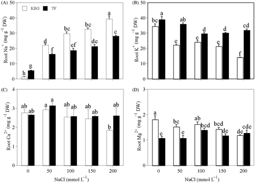 Figure 3. Cation concentrations in the roots of Kentucky bluegrass (KBG; Poa pratensis L.) and Tall fescue (TF; Festuca arundinacea Schreb.) at different sodium chloride (NaCl) concentrations. (A) sodium (Na+), (B) potassium (K+), (C) calcium (Ca2+), and (D) magnesium (Mg2+). Bars indicate standard error (n = 3). Different lower case letters indicate significant differences between means at P = 0.05 according to Duncan's multiple range tests. DW, dry weight.