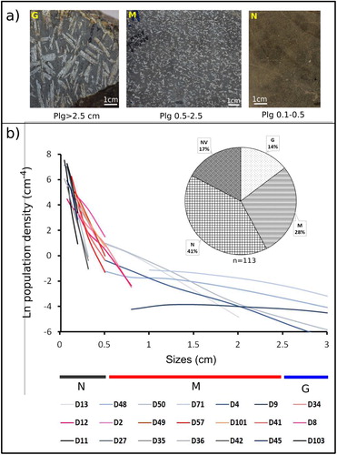Figure 6. Rock samples that show the contrasting plagioclase phenocrysts size content in Nanchititla dikes. N, M, G and Nv classification is based on the results of Cristal Size Distribution Analysis made for these rocks using the method of CitationHiggins (2000). Nv is aphanitic texture Most of the dikes have porphyritic textures being the N type (Pl < 0.5 cm) the most abundant.