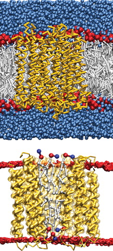 Figure 4.  The coarse-grain representation of the c-subunit decameric ring. Top: A snapshot of the coarse-grain model with the backbone of the protein represented in yellow, lipid head-groups in red, lipid chains in gray and the surrounding water in blue. Bottom: A cross-section of the ring to depict the lipids in the central cavity (the phosphate beads are colored red and the nitrogen beads blue). This Figure is reproduced in colour in Molecular Membrane Biology online.
