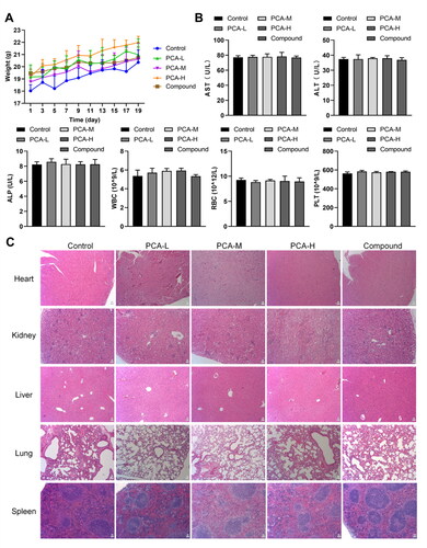 Figure 3. Analysis of the toxic effect of protocatechuic acid on mice. (A) Detection of body weight of mice. (B) Aspartate transaminase (AST), alanine aminotransferase (ALT), alkaline phosphatase (ALP), white blood cell count (WBC), red blood cell count (RBC), and platelets (PLT) contents were checked with Automated Hematology Analyzer. (C) Pathological changes in the heart, liver, spleen, lung, and kidney in mice were appraised using HE staining (×200).