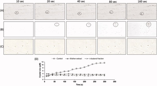 Figure 3. SCIM image sequences of calcium oxalate precipitate showing no increase in crystal size in (A) mother extract (C) n-butanol fraction treated and (B) without drug treated reaction solution, (D) calcium oxalate growth curves exhibit the step-like crystals size with respect to incubation time