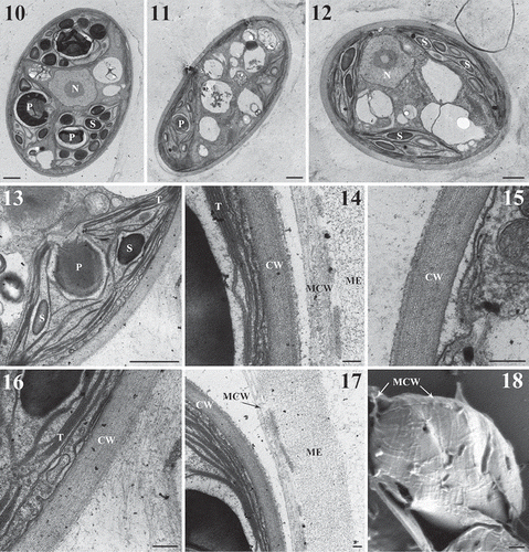 Figs 10–18. Transmission electron microscopy (Figs 10–17) and scanning electron microscopy (Fig. 18) of Reticulocystis yunnanensis. Fig. 10. Mature cell showing central pyrenoids in each chloroplast. Fig. 11. Mature cell showing oil droplets. Fig. 12. Mature cell with numerous starch grains inside the chloroplast. Fig. 13. Details of pyrenoids penetrated by tubular thylakoids. Fig. 14. Details of mother cell wall. Fig. 15. Details of multi-layered cell wall. Fig. 16. Details of cell wall and chloroplast thylakoids. Fig. 17. Details of mucilage envelope. Fig. 18. Mother cell wall collapsed on the daughter cell shows the details of fibrillar network structure. (CW = cell wall, MCW = mother cell wall, ME = mucilage envelope, P = pyrenoid, S = starch grains, T = thylakoids, and N = nucleus). Scale bar: Figs 10–13, 18, 1 μm; Figs 15–16, 0.2 μm; Figs 14, 17, 0.1 μm