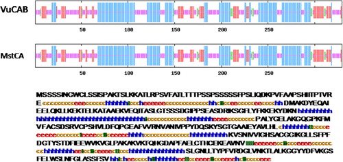 Figure 2. Predicted secondary structure of deduced amino acid sequence of CA from cowpea by SOPMA. (a) Comparison with that of Medicago sativa (MstCA). Helices, sheets, turns, and coils are indicated by the longest, second longest, second shortest, and shortest vertical lines, respectively. (b) Capital alphabets represent the sequence of VuCAl and small alphabets represent the characteristics of secondary structure as α-helices (h), extended strand (e), β-turns (t), and random coils (c).