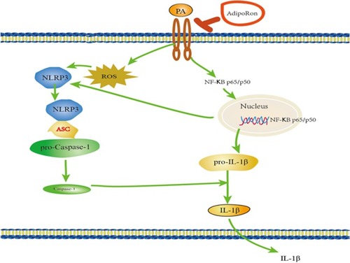 Figure 9 The proposed signal pathway with AdipoRon in H9c2 cells.