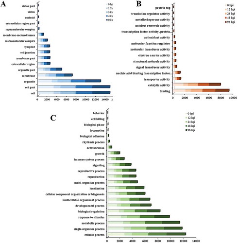 Fig. 4 GO assignment of the differentially expressed genes (DEGs) in Brassica oleracea lines QP07 and DBP71. The unigenes were assigned to three main categories: cellular component (a), molecular function (b), and biological process (c). The x-axis indicates the number of annotated DEGs. hpi, h post-inoculation