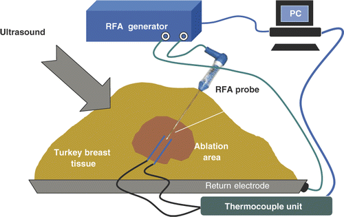Figure 1. Experimental set-up for the ex vivo RFA of turkey breast muscle (not to scale). The RFA needle probe is shown.