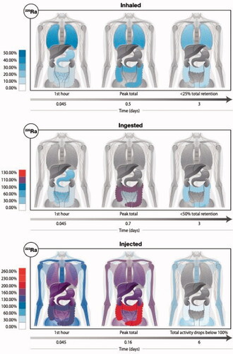 Figure 3. The anatomical location and the total magnitude of radioactivity of radium and its various progeny is depicted following three intake scenarios: (top row) inhalation of the radioisotope 226Ra, (middle row) ingestion of the radioisotope 226Ra, and (bottom row) injection of the radioisotope 223Ra. For each scenario, we show graphically the biodistribution of total activity (parent plus ingrown daughter radionuclides) at three time points since the intake (at t = 0). The colored scale is normalized to 100% which represents a unit intake (say 1 Bq) of the radium isotope by either inhalation, ingestion, or injection. We note that with in-situ decay time and biological excretion, the displayed total activity can fall below the intake value (percentages below 100%), but in other cases, the accumulation of multiple short-lived decay products (radioactive progeny) will give us a total body activity (across all radioisotopes) that exceeds the intake value (percentages above 100%).