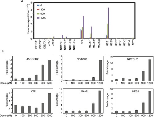 Figure 2 Effects of different concentrations of Doxorubicin on the mRNA expression of Notch pathway members.Notes: (A) HeLa S3 cells were treated with Doxorubicin (0, 300, 900 and 1200 μM) for 24 hours. The mRNA expression levels of Notch pathway components and targets were examined by real-time RT-PCR. (B) Selective representation of Doxorubicin-responsive Notch pathway genes. GAPDH was used as an internal control for the normalization of gene expression.Abbreviation: RT-PCR, reverse transcriptase polymerase chain reaction.