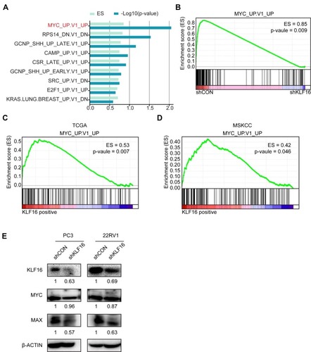 Figure 4 Loss of KLF16 results in inhibition of MYC signaling. (A) Gene set enrichment analysis (GSEA) was performed based on oncogenic signatures that disrupt KLF16 in PC3 cells. The results are shown in rank order of p-value and enrichment scores. (B) GSEA of the profile data inhibiting expression of KLF16 in PC3 cells based on the gene set of MYC signaling in the control (left) and shKLF16 (right). (C, D) GSEA of the TCGA and MSKCC datasets based on the MYC signaling gene set and KLF16 transcription levels. (E) PC3 and 22RV1 cells were infected with the indicated shRNAs virus, and the indicated proteins were detected by Western blot. The semi-quantitation of Western blotting was shown under the pictures.