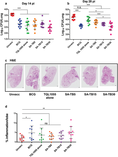 Figure 4. Vaccination with SA-TB confers protection in a mouse model of Mtb. B6 mice were vaccinated 3 times I.M. at 3-week intervals with adjuvants + Mtb antigens (ESAT-6+Ag85B), or BCG vaccinated or received only adjuvant, and unvaccinated mice were also included as controls. The mice were, rested for 4 weeks and then challenged with Mtb H37Rv (100 CFU). Mtb CFU was determined in lung homogenates by plating 14 days post infection (a) and 28 days post infection (b). FFPE lung sections were subjected to H&E staining (c). Lung inflammation was quantitated on formalin-fixed, paraffin-embedded lung sections from mice on H&E-stained FFPE lung sections on 28 dpi (d). Statistical significance was verified by one-way Anova with Tukey’s correction, n = 10 biological replicates. All data are mean ± s.D. *, p ≤ 0.05; **, p ≤ 0.01; ***, p ≤ 0.001; ****, p ≤ 0.0001.