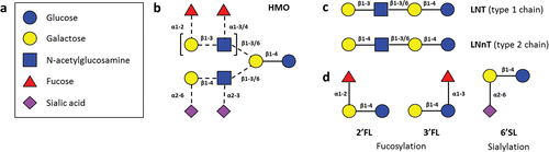 Figure 2. HMO structures. (A) HMO building blocks, (B) Possible linkages of HMO building blocks, (C) type 1 and type 2 chains and (D) structures of 2′FL, 3′FL and 6′SL HMOs.
