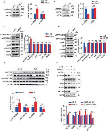 Figure 6. DIO2 regulates autophagy through MAPK/ERK-MTOR pathway. (A and B) Left: The protein levels of p-MTOR and MTOR in EECs (n = 3) transfected with si-DIO2 and pDIO2 for 24 h detected by Western blotting. Right: Relative band intensities analyzed by ImageJ. (C and D) Left: The protein levels of p-MAPK/ERK, MAPK/ERK, p-AKT, AKT, p-AMPK and AMPK in EECs (n = 3) transfected with si-DIO2 and pDIO2 for 24 h detected by Western blotting. Right: Relative band intensities analyzed by ImageJ. (E) Top: The protein levels of p-MAPK/ERK, MAPK/ERK, p-MTOR and MTOR in endometria of IUA patients (n = 5) compared to normal controls (n = 5) by Western blotting. Bottom: Relative band intensities analyzed by ImageJ. (F)Top: The protein levels of p-MTOR, ACTA2, CDH1, CDH2 and FN1 in EECs (pre-treated with 5 μM U0126) transfected with si-DIO2 for 48 h. Bottom: Relative band intensities analyzed by ImageJ. Error bars, mean ± SEM. *P < 0.05, **P < 0.01, ***P < 0.001, ****P < 0.0001, ns: no significant difference.