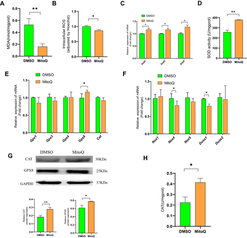 Figure 4 MitoQ suppresses OS in hPSCs. (A) Intracellular MDA level of hPSCs after MitoQ treatment for 48h. (B) Intracellular ROS level of hPSCs after MitoQ treatment for 48h. (C) The mRNA level of Sod1, Sod2, and Sod3 of hPSCs after MitoQ treatment for 48h. (D) SOD activity of hPSCs after MitoQ treatment for 48h. (E) mRNA level of GPXs and CAT in hPSCs after MitoQ treatment for 48h. (F) mRNA level of NOX and DUOX enzymes in hPSCs after MitoQ treatment for 48h. (G) Protein level of GPX8 and CAT in hPSCs after MitoQ treatment for 48h. (H) CAT activity in hPSCs after MitoQ treatment for 48h. Data are expressed as mean ± SEM, n=3-8. (*p<0.05, **p<0.01).