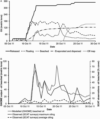 Figure 4. A, Amount of oil released from the Rena, floating, beached on the shoreline, evaporated and dispersed or ‘off map' (i.e. outside of modelled area) throughout the duration of the GNOME simulation (5–30 October 2011). B, Modelled (GNOME) oil beached on the shoreline (in metric tons) and maximum and average oil percentage coverage as assessed by SCAT surveys.