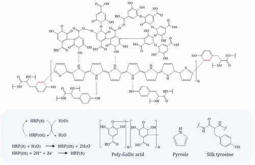 Figure 4. The possible polymerization structures between PGA/PPy complex and silk tyrosine.