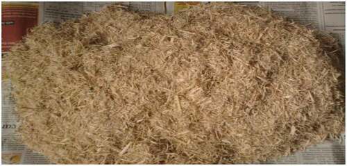 Figure 3. Chopped and treated sugarcane bagasse fibre