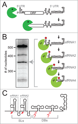 Figure 1. xrRNAs and sfRNA production. (A) Diagram of the mechanism of sfRNA production by partial degradation of the viral genomic RNA by Xrn1 (green). Upon reaching the 3′ UTR, Xrn1 encounters xrRNA structures that halt enzyme progression, leading to a set of sfRNAs. (B) Northern blot analysis of the sfRNAs produced during WNVKUN infection, with sizes of RNA (number of nucleotides) shown. Diagram and blot are adapted from a previous publication.Citation35 (C) Cartoon diagram of the secondary structure of a “generic” FV 3′ UTR. The two stem-loop structures (SLs) and two dumbbell (DB) structures are shown. Different FVs have variations on this architecture, with some having only one SL or DB, and some with additional sequence or structure between these elements. Solid red arrows denote robust Xrn1 halt sites and the xrRNAs that correspond to those halt sites are boxed. Open red arrows denote possible halt sites that are less well characterized.