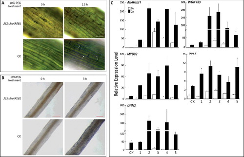Figure 5. Effect of water stress on transgenic AhAREB1 (35S::AhAREB1) and negative control (CK) hairy roots. Plasmolysis (A) of CK hairy root tips (arrows), but not of normal transgenic hairy root tips after treatment with 10% PEG containing methylene blue for 1.5 h; white bars correspond to 50 μm. Histochemical staining (B) by NBT to reveal accumulation of O2 – after treatment with 10% PEG for 3 h; red bars correspond to 250 μm. RT-qPCR expression analysis (C) of AhAREB1 and stress-response genes (WRKY33, MYB92, PYL5, DHN2) after treatment with 20% PEG for 0 h or 2 h; numbers 1–5 represent different lines.