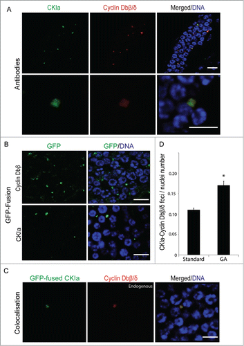 Figure 7. Cyclin Dbβ/δ foci colocalize with CKIa in the syncytial germline cytoplasm and the number of these foci increase during growth arrest. (A) Antibody staining revealed that Cyclin Dbβ/δ foci co-localized with CKIa (n = 8 animals). Upper panels show an overview of colocalisation in the gonad; lower panels show colocalization at higher magnification. (B) Cytoplasmic foci were also observed when capped mRNAs generated for GFP-fused Cyclin Dbβ or CKIa constructs were microinjected into the gonads of day 3 animals (n = 8 animals). (C) GFP-fused CKIa colocalized with endogenous Cyclin Dbβ foci in germline cytoplasm (n = 8 animals). (D) The number of colocalized Cyclin Db-CKIa foci relative to the number of nuclei increased (*P < 0.05) in the cytoplasm of mitotic germ line during growth arrest (GA). Error bars indicate standard errors. Scale bars = 10 µm.