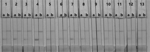 Figure 4. Result of using 13 kinds of surfactants. 1 = suspension buffer, 2 = PVP, 3 = PEG, 4 = BSA, 5 = casein, 6 = sucrose, 7 = trehalose, 8 = sorbitol, 9 = mannitol, 10 = tween-20, 11 = Brij-35, 12 = Triton X-100, and 13 = On-870. (a) negative (0 ng/mL). (b) positive (50 ng/mL).