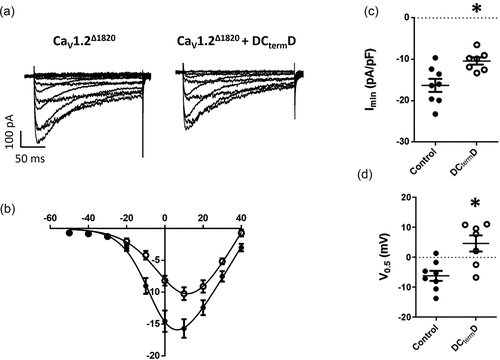 Figure 1. DCtermD effect over CaV1.2Δ1820: (a) Representative whole-cell L-type Ba2+ current traces from AD293 cells overexpressing the truncated version of CaV1.2 channel (CaV1.2Δ1820) with or without the DCtermD. Currents elicited by a voltage step protocol from − 60 to +50 mV in 10-mV increments, Vh = −80 mV. (b) Summary peak current I/V plots (mean ± SEM) obtained from currents family as shown in (A); black lines represent the best fit to a Boltzmann equation. c) Graph shows the mean ± SEM of the peak Ba2+ current density. d) Graph shows the mean ± SEM of the midpoint of activation. In every panel, control cells are represented with filled circles and cells co-expressing the DCtermD with empty circles. *p < 0.05 with respect to control, n = 8 for control and n = 7 for DCtermD.