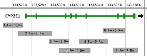 Figure 1 Graphical representation of the PCR fragment position in the reference CYP2E1 gene. The exons are indicated by green boxes. Names of the seven primer pairs used to generate the PCR fragments are indicated.