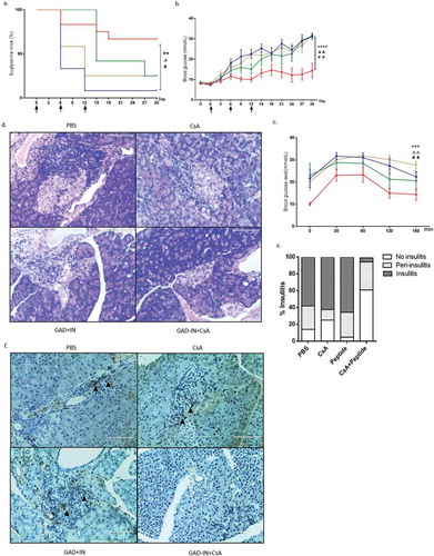 Figure 2. Islet autoantigenic peptides plus CsA prevents T1D in prediabetic NOD mice. The blood glucose level of mice more than 15 mmol/L was identified as euglycemia mice. (a) The incidence of euglycemia from those immunized groups was monitored throughout the course of study. (b) The blood glucose levels were assessed after fasting 5 h in the GAD-IN+CsA vaccinated group (n = 12), compared with control groups including the GAD-IN alone (n = 12), the CsA alone (n = 12), or the vehicle (n = 12) every three days. (c) OGTT was performed to evaluate the islet function in these four groups at day 30 after the first vaccination. “*”, “#” and “Δ” represented the p values compared between the GAD-IN+CsA and GAD-IN alone, CsA alone or vehicle group, respectively. (d) Histopathological analysis of insulitis in H&E-stained sections of islets of isolated among the groups. (e) The degrees of insulitis were assessed in the four groups and percentages representing severity of insulitis was given accordingly. Each column represents a mean of 100 islets examined in five mice in each group. (f) Immunohistochemistry for infiltrating CD4+ T cells in pancreas sections was detected. Arrows indicate positive-stained cells.