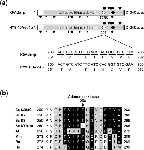 Figure 2. Structure of Ado1p. (a) Comparison between sake yeast strains K9 Ado1p (K9Ado1p) and NY9-10 Ado1p (NY9-10Ado1p). Rectangles with light shading, filled circles, arrows, and triangles represent the adenosine kinase domain, the positions of active center, substrate binding site, and ATP binding site, respectively. Open circles indicate the positions of single amino acid substitutions. The nucleotide and amino acid sequences surrounding the mutation in NY9-10 (T258I) are also shown. (b) Amino acid sequences of adenosine kinase surrounding the mutation in NY9-10 is aligned with Saccharomyces cerevisiae Sc S288C (UniProtKB accession no. P47143), Sc K7 (SYGD accession no. SYK7_040281), Arabidopsis thaliana At (Q9SF85), Mus musculus Mm (P55264), Rattus norvegicus Rt (Q64640), and Homo sapiens Hs (P55263). The nucleotide sequences of Ado1p in K9 and NY9-10 were examined in this study. Identities and similarities are highlighted in black and gray boxes, respectively.